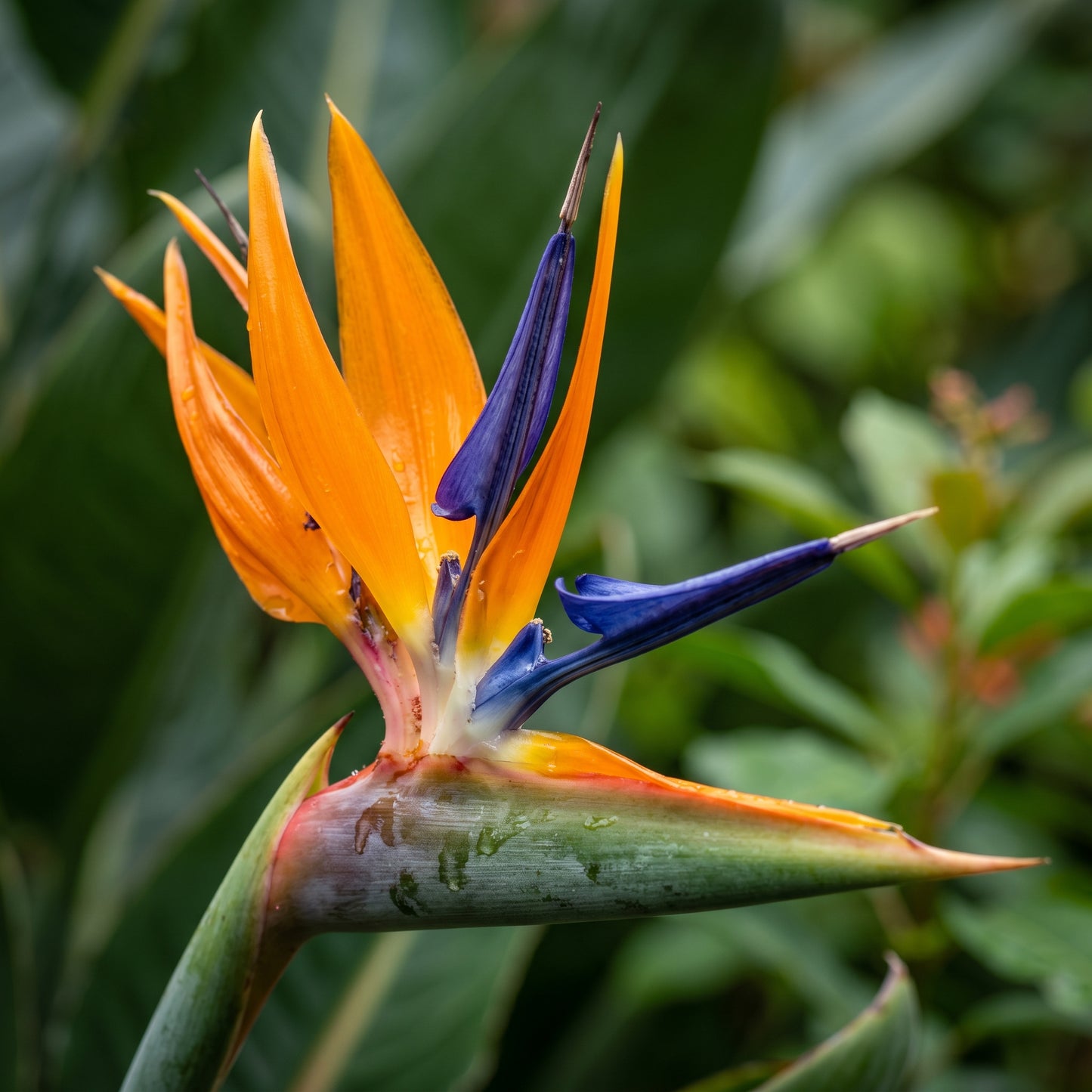Bird of Paradise Seeds (Strelitzia reginae) – Tropical Bird Flower Seeds
