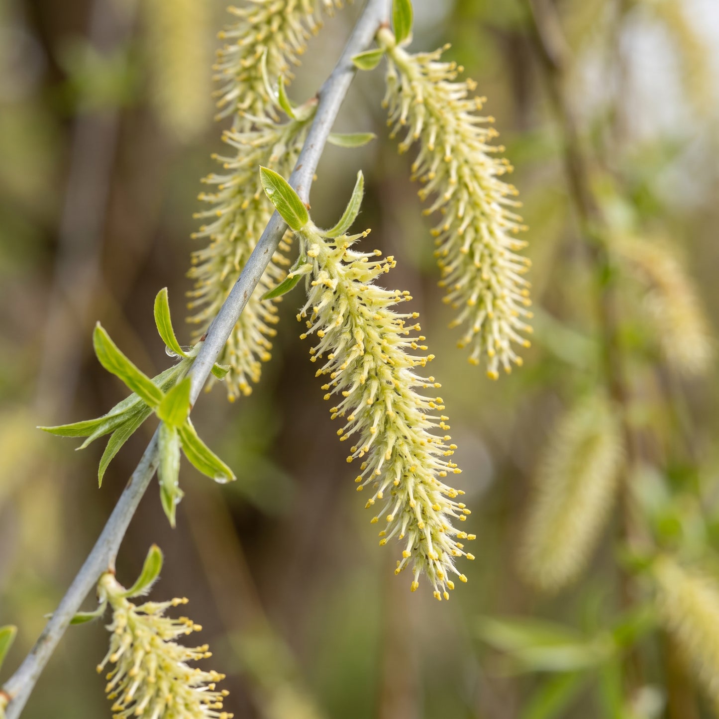 Weeping Willow Seeds (Salix babylonica) – Green Willow Tree Seeds