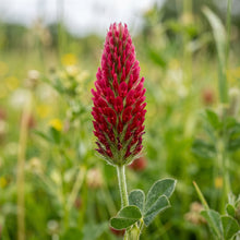 Crimson Clover Seeds – Crimson Clover Cover Crop Seeds