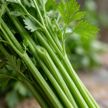 Chinese Celery Seeds – Leaf Celery Vegetable Seeds
