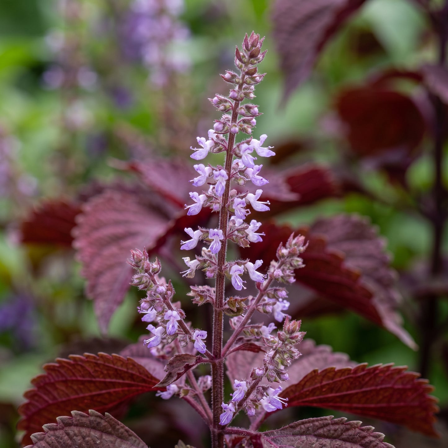 Red Shiso Seeds (Perilla frutescens) – Purple Shiso Herb Seeds