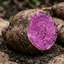 Purple Yam Seeds (Dioscorea alata) – Purple Yam Vegetable Seeds