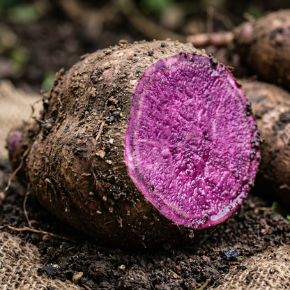 Purple Yam Seeds (Dioscorea alata) – Purple Yam Vegetable Seeds