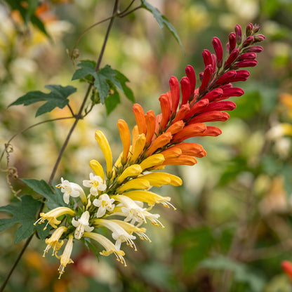 Firecracker Vine Seeds (Mina lobata) – Multicolor Climbing Flower Seeds