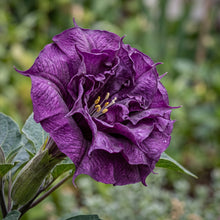 Double Purple Datura Seeds – Purple Devil’s Trumpet Flower Seeds