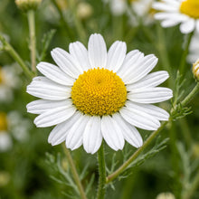 Chamomile Seeds – German & Roman Chamomile Herb Seeds