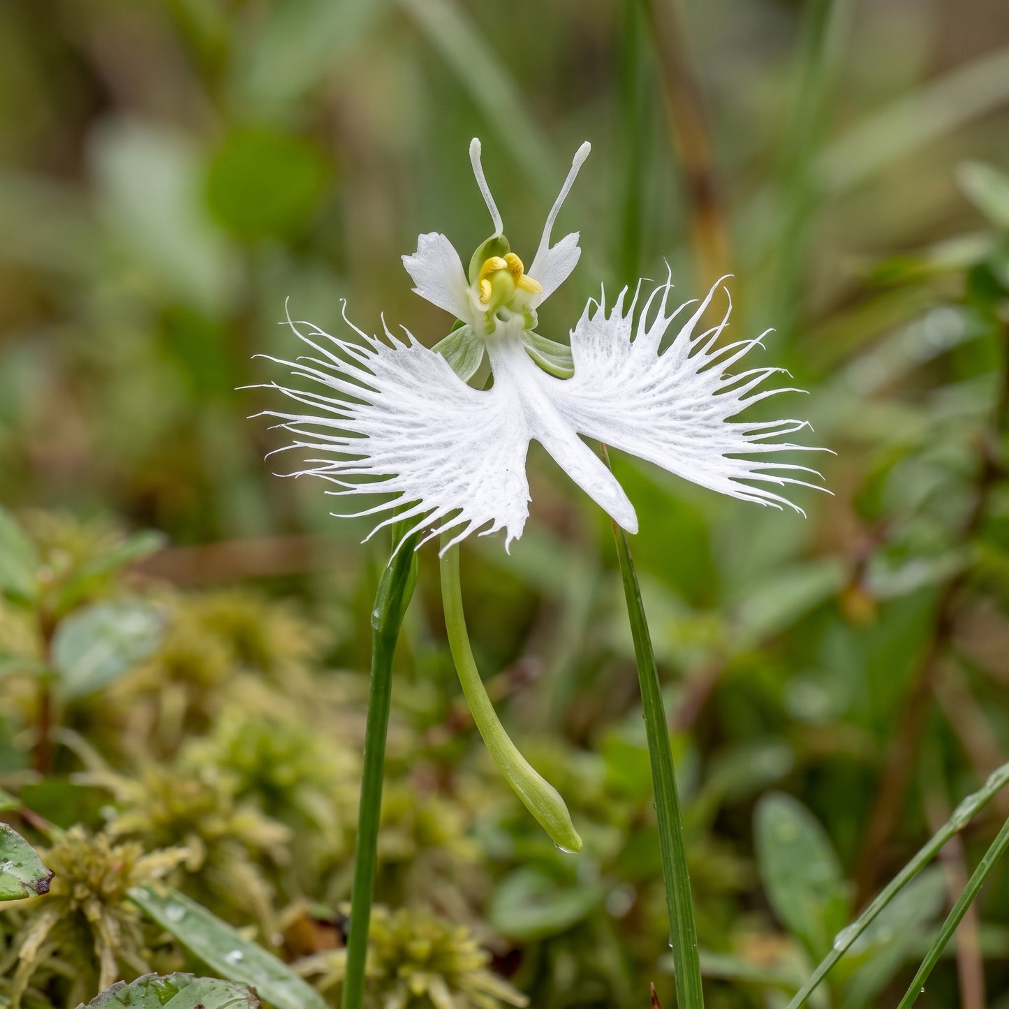 White Egret Orchid Seeds (Habenaria radiata) – Dove Orchid Flower Seeds