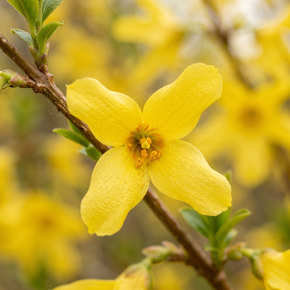 Forsythia Seeds (Forsythia suspensa) – Forsythia Flowering Shrub Seeds