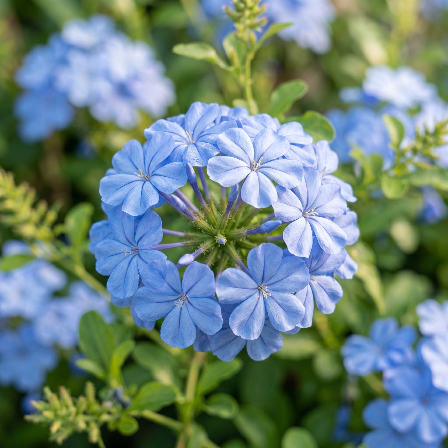 Plumbago Flower Seeds – Blue Plumbago Perennial Flower Seeds