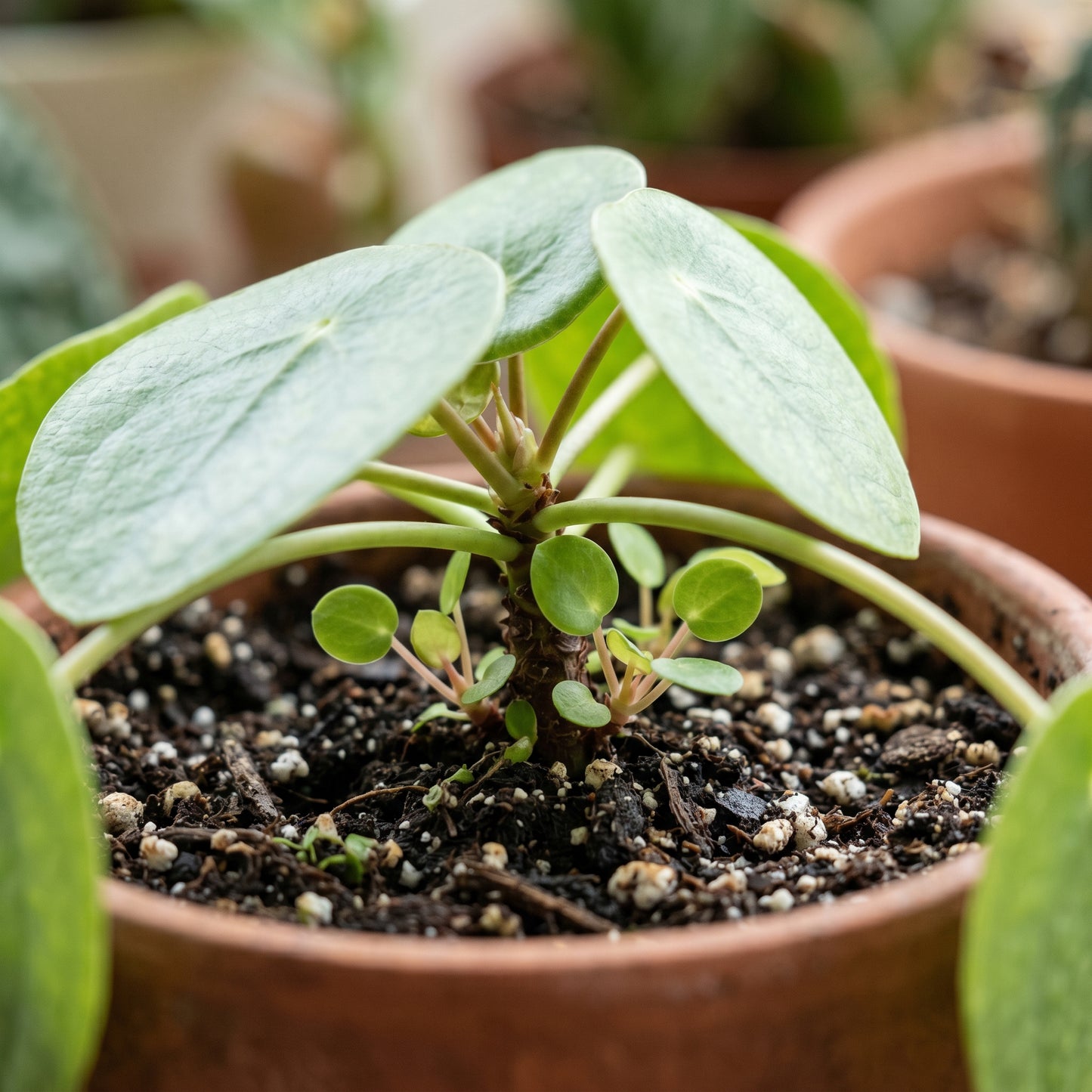 Chinese Money Plant (Pilea peperomioides) – Pilea Indoor Ornamental Plant