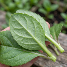 Longevity Spinach Plant (Gynura procumbens) – Live Leafy Vegetable Plant