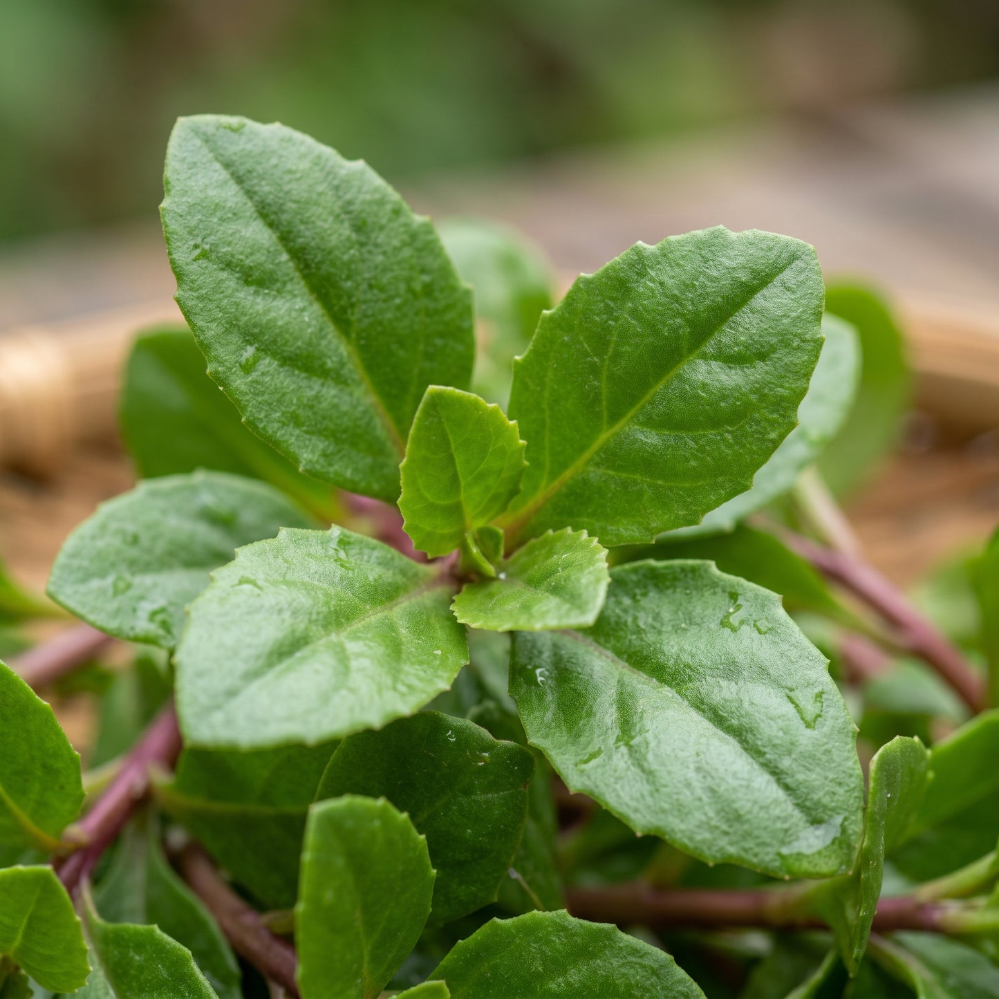 Longevity Spinach Plant (Gynura procumbens) – Live Leafy Vegetable Plant