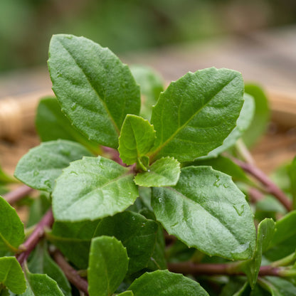 Longevity Spinach Plant (Gynura procumbens) – Live Leafy Vegetable Plant