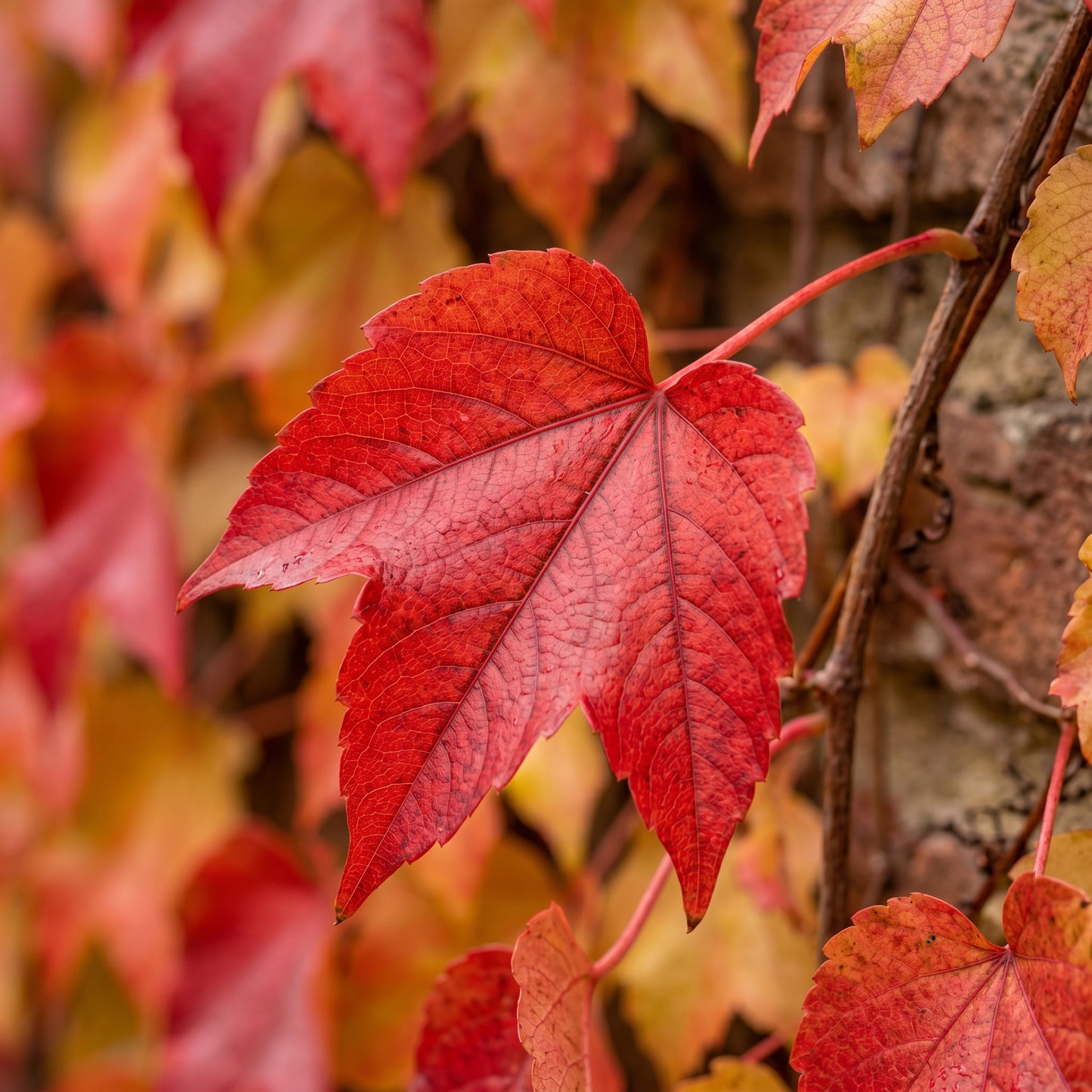 Climbing Ivy Seeds  – Boston Ivy Vine Seeds