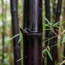 Purple Black Bamboo Seeds – Ornamental Bamboo Plant Seeds