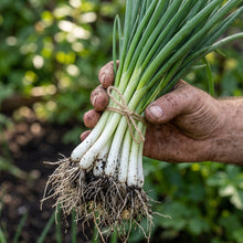 Scallion Seeds (Allium fistulosum) – Bunching Onion Scallion Seeds