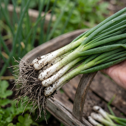 Scallion Seeds (Allium fistulosum) – Bunching Onion Scallion Seeds