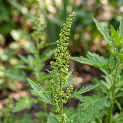 Epazote Seeds – Chenopodium Ambrosioides Herb Plant