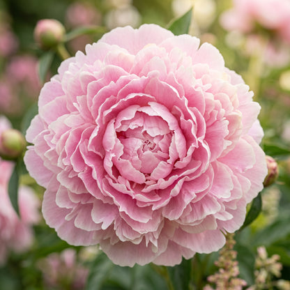 Peony Lactiflora Seeds – Long Stem Flower Plant