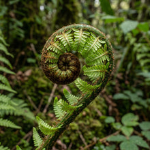 Mixed Fern Pteridophyta Plant Seeds – Decorative Fern Mix