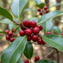 Ilex Rotunda – Dwarf Chinese Holly Evergreen Shrub