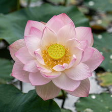 Dwarf Lotus Seeds – Bowl Lotus Water Plant