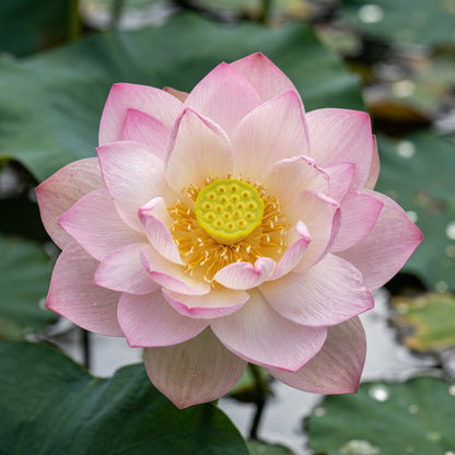 Dwarf Lotus Seeds – Bowl Lotus Water Plant