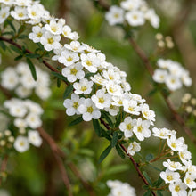 Spiraea Thunbergii Seeds – White Flowering Shrub