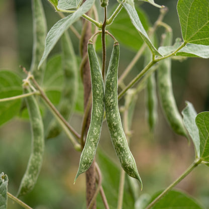 Pinto Bean Seeds – Garden Dry Bean Plant