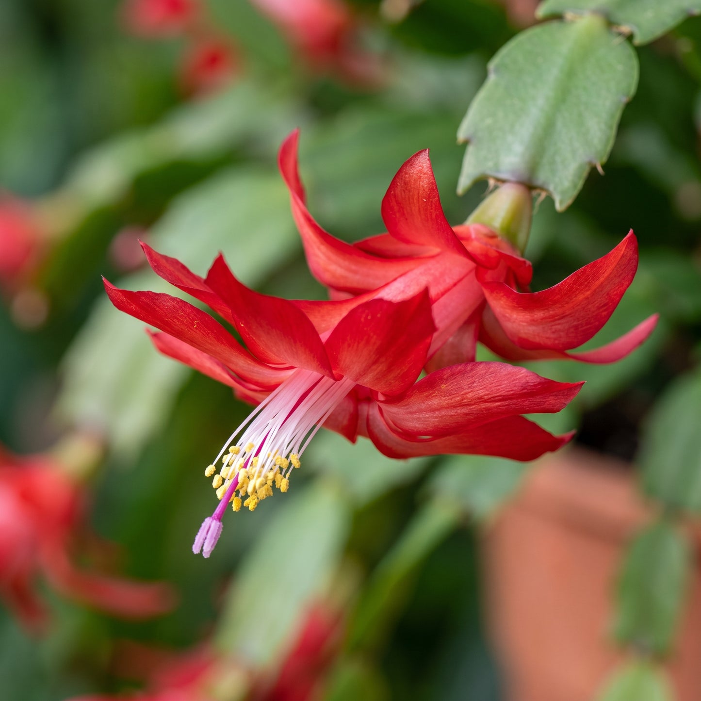 Red Christmas Cactus – Schlumbergera Indoor Flower Plant