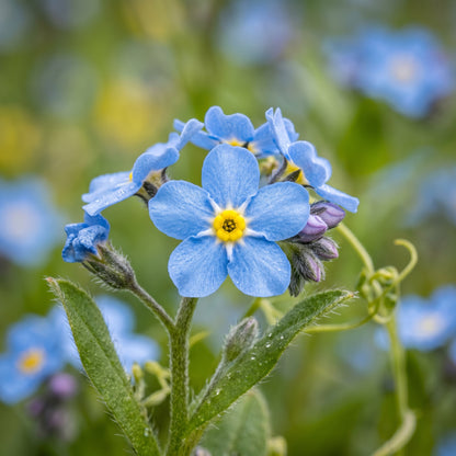 Forget Me Not Seeds – Border Flower Plant
