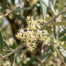 Olive Tree Seeds – Olea Europaea Garden Tree