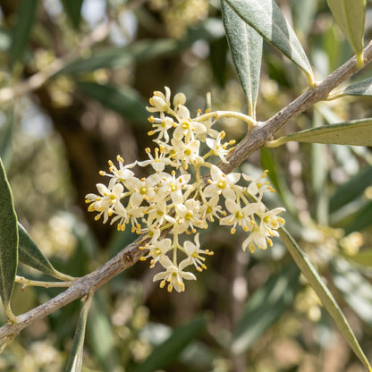 Olive Tree Seeds – Olea Europaea Garden Tree