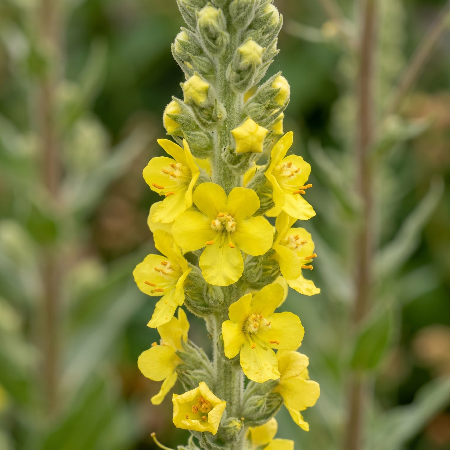 Mullein Seeds – Verbascum Thapsus Herb Plant