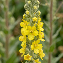 Mullein Seeds – Verbascum Thapsus Herb Plant