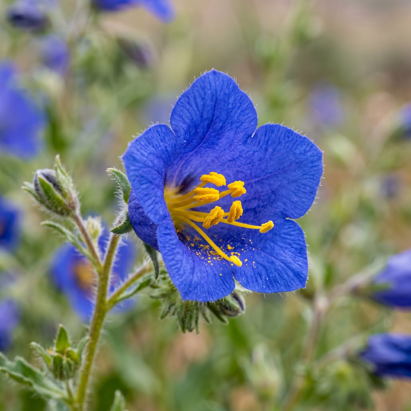 California Bluebells Seeds – Wildflower Garden Plant