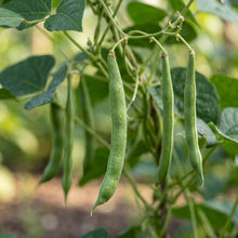 Large Dark Red Bean Seeds – Garden Bean Plant