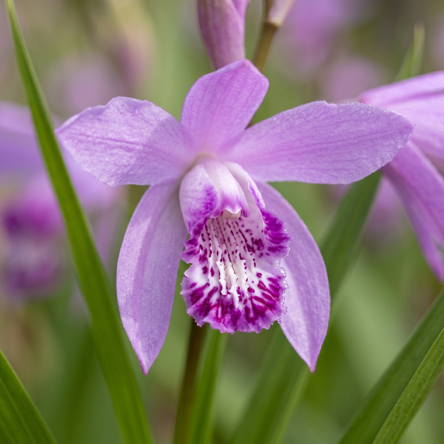 Bletilla Striata Seeds – Orchid Flower Plant