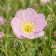 Showy Evening Primrose Seeds – Pink Flower Plant
