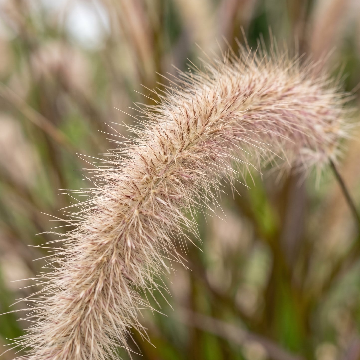 Chinese Pennisetum Fountain Grass Seeds – Ornamental Grass Plant