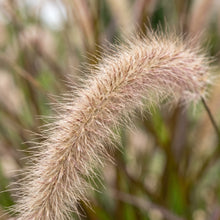 Chinese Pennisetum Fountain Grass Seeds – Ornamental Grass Plant