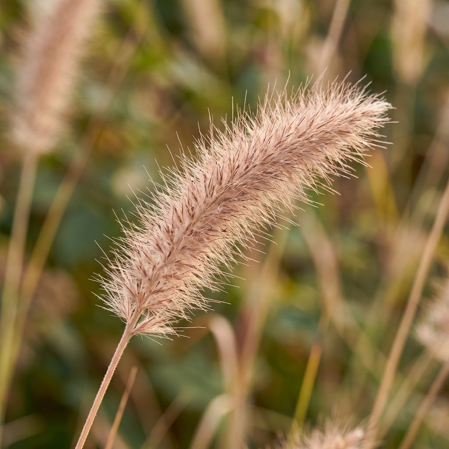 Chinese Pennisetum Fountain Grass Seeds – Ornamental Grass Plant