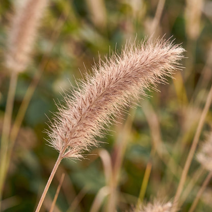 Chinese Pennisetum Fountain Grass Seeds – Ornamental Grass Plant