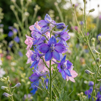 Rocket Larkspur Seeds – Colorful Flower Plant