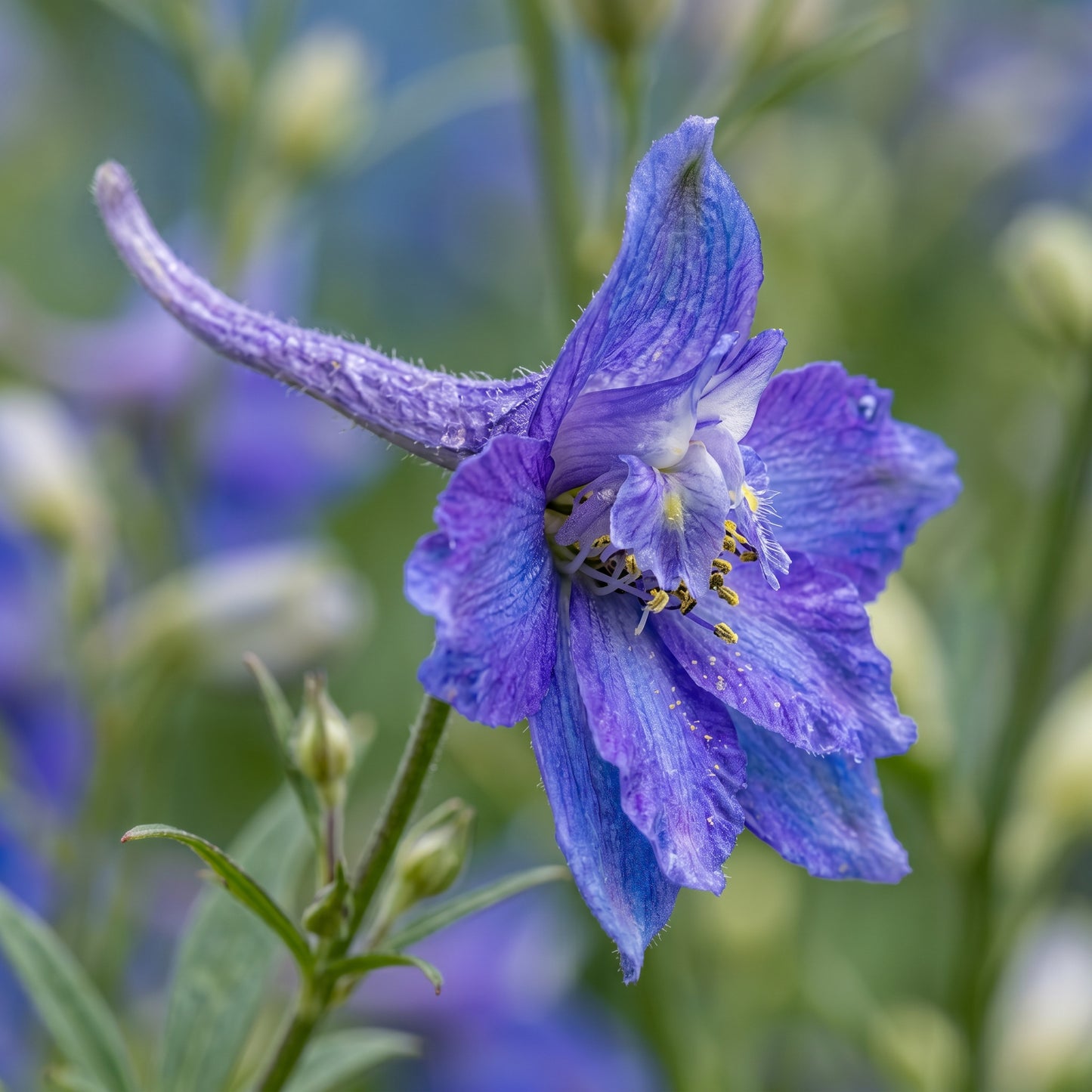 Rocket Larkspur Seeds – Colorful Flower Plant