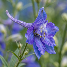 Rocket Larkspur Seeds – Colorful Flower Plant