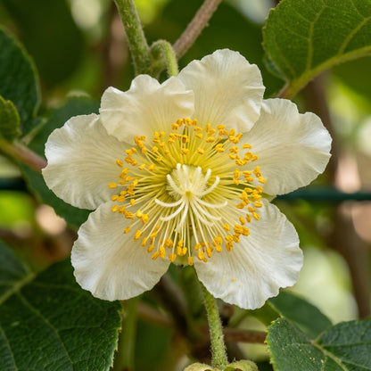 Kiwi Fruit Seeds – Chinese Gooseberry Vine Plant