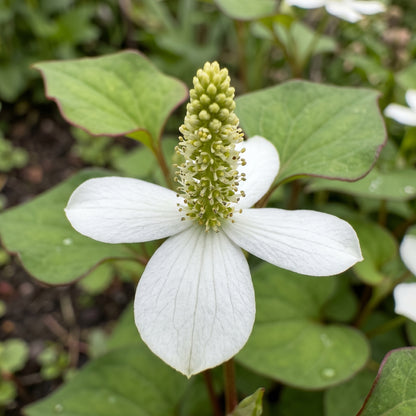 Fish Mint Seeds – Houttuynia Cordata Herb Plant