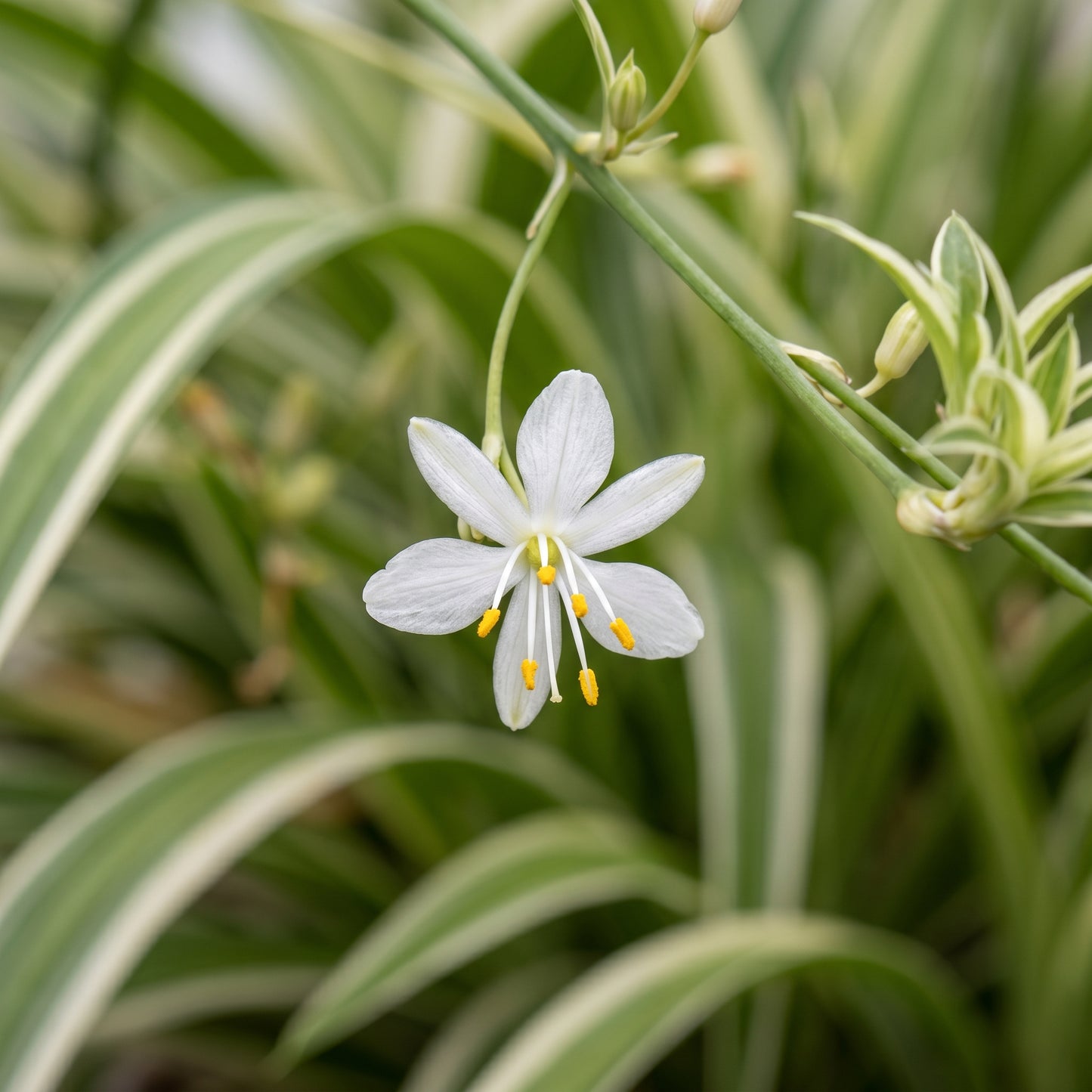 Spider Plant Hawaiian – Variegated Indoor Plant