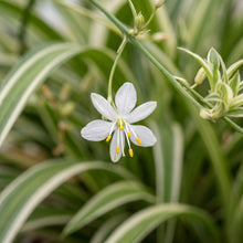 Spider Plant Hawaiian – Variegated Indoor Plant